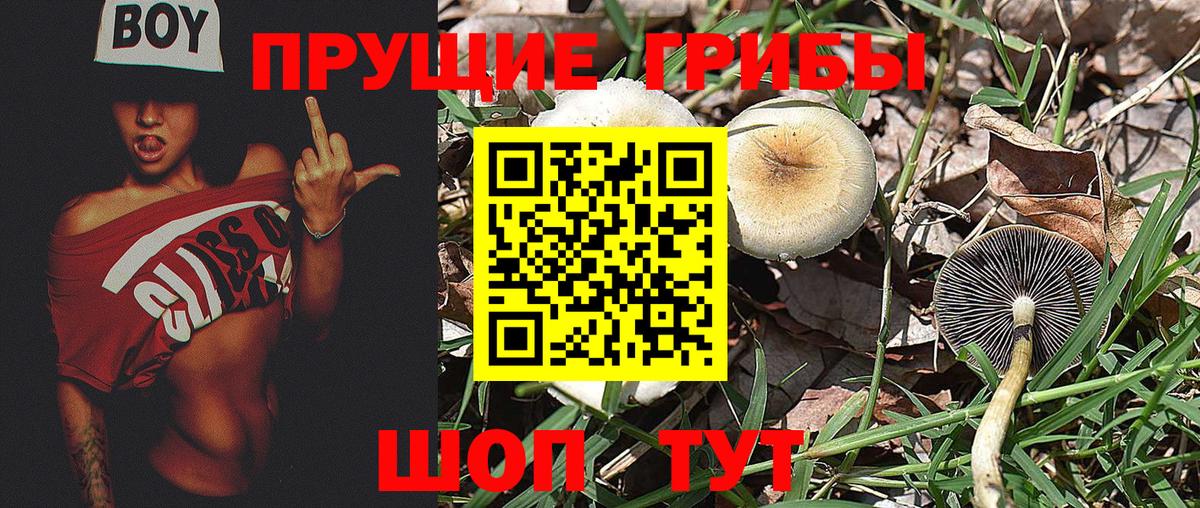 Изобильный  Псилоцибиновые грибы Psilocybe  Галлюциногенные грибы прущие грибы  Вход с VPN 